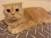 chaton Persan pour adoption