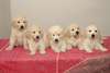 Chiots golden retriever disponible très beau. Les