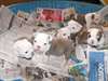 Superbes chiots bulldog anglais disponible