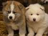 chiots akita inu lof.