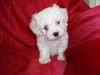 4 adorables chiots bichons maltais