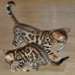 F2 Savannah Chatons disponibles