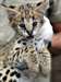 Chatons Serval à vendre
