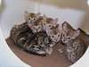 3 chatons Savannah pour adoption  J'ai 3 beaux cha