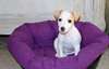 Chiots Jack Russel terrier