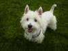 Chiots West Highland Westy FERME