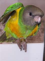 Senegal Perroquets