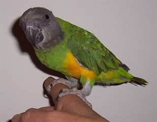 Senegal Perroquets