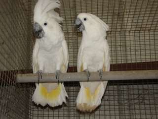 Umbrella Cockatoo Perroquets