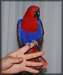 Paire Eclectus Perroquets