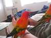 Red perroquets soleil conure - photo 1