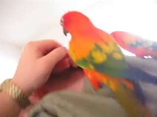 Paire Red perroquets soleil conure