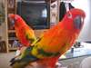 Paire Red perroquets soleil conure