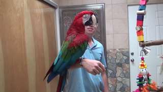Macaw Perroquets