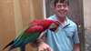 Paire B&#233;b&#233;s macaw perroquets - photo 1