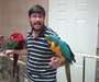 Bébés macaw perroquets
