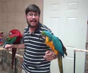 B&#233;b&#233;s macaw perroquets