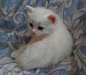 Chatons balinais prêt pour adoption Maintenant