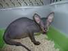 chatons Peterbald