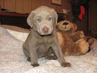 chiots Labrador pour adoption