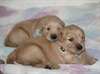 Golden Retriever chiots pour adoption