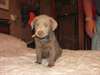 chiots Labrador pour adoption