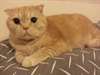 chaton Persan pour adoption