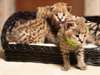 chatons exotiques savanes, serval et caracal