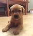 Golden Retriever chiots pour adoption