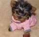 !!!Wow...Awesome M/F Teacup Yorkie Puppies Avail