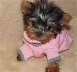 !!!Wow...Awesome M/F Teacup Yorkie Puppies Avail