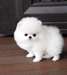 Good Looking Pomeranian Puppies for adoption - photo 1