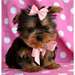 Healthy Well Trained Yorkies,