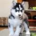 These Siberian Husky puppies are friendly - photo 1