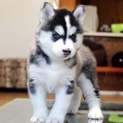 These Siberian Husky puppies are friendly