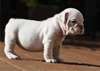 Two English Bulldog Puppies For Free Home