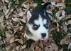 Husky sibérien pour l'adoption