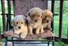 Golden Retriever chiots pour adoption