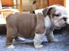 Bouledogues anglais pour adoption
