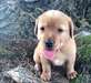 chiots Labrador pour adoption - photo 1