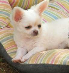 URGENT A DONNER chiots chihuahua femelle Lof