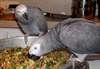 Une prise fantastique perroquets gris africains &#233;l - photo 1