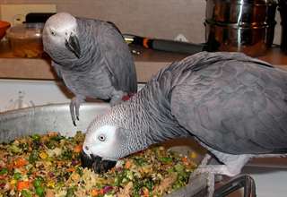 Une prise fantastique perroquets gris africains &#233;l