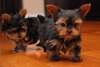 Chiots en bonne santé Yorkshire Terrier pour adopt