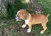 Chiots Boxer pour adoption