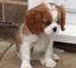 cavalier king charles