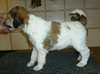 Chiots Parti Caniche