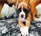 Chiots Boxer AKC Reg