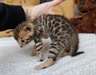 Beaux chatons British Shorthair