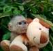 Singe mignon bébé capucins pour adoption